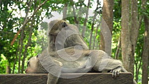 A pair of macaques rests in the park on a bench