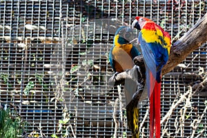 Pair of Macaw parrots Ara Macao Chloropterus