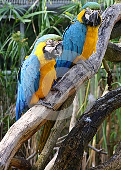 Pair of macaws