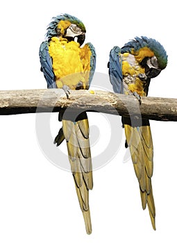 Pair of macaws