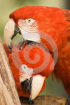 Pair of macaws