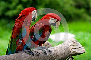 Pair Macaws