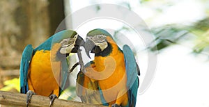 Pair of macaws on a branch in Ecuadorian amazon. Common names: Guacamayo or Papagayo