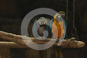 Pair of macaws perched on a tree branch, looking out into the distance