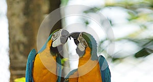 Pair of macaws on white background in Ecuadorian amazon. Common names: Guacamayo or Papagayo photo