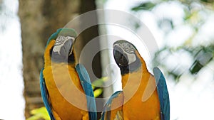 Pair of macaws on white background in Ecuadorian amazon. Common names: Guacamayo or Papagayo photo