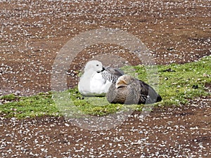 The pair Magellan Goose, Chloephaga picta, Volunteer point, Falkland Islands - Malvinas