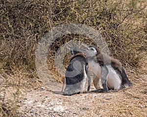 Pair of Magellanic penguin chicks fledging in bushes in Punta Tombo