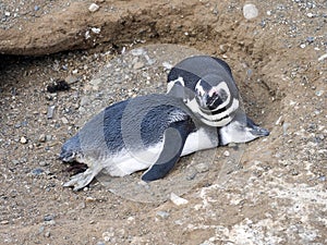 A pair of Magellanic Penguin, Spheniscus magellanicus on nesting burrows, Isla Magdalena, Patagonia, Chile