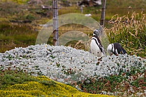 A pair of Magellanic penguins standing at the fence