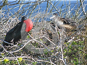 A pair of Magnificent Frigate in breeding season with an inflated red punch like a balloon. A Galapagos Islands, Ecuador bird.