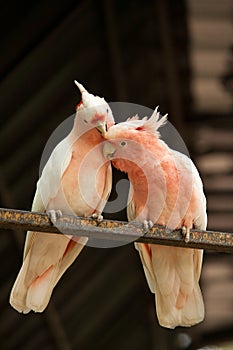 Pair of Major Mitchell parrots