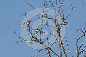 Pair of Malabar Pied Hornbills in Tree