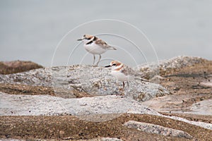 Pair of Malaysian Plover Charadrius peronii