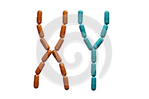 A pair of male chromosomes embedded from the red tablets. Pharmaceuticals in genetics. Heredity passed from parents to children. M