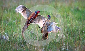 Male common pheasants Phasianus colchicus fighting