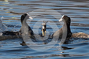 Pair of male coots flighting for terrirory photo