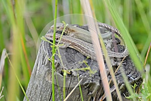 A pair of male and female common or viviparous lizards bask atop a wooden post hidden amongst long reeds and grass