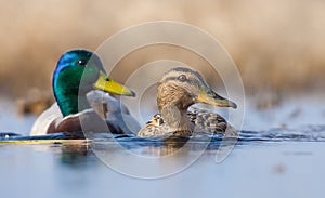 Pair of Male and female mallards swimming together with turned heads over some waterpond photo