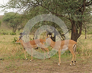 Pair of male impala