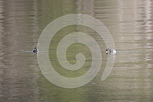 Pair of Male Lesser Scaup Ducks