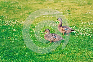 Pair of male mallard ducks eating grass in a park