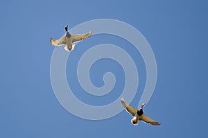 Pair of Male Mallard Ducks Flying in a Blue Sky