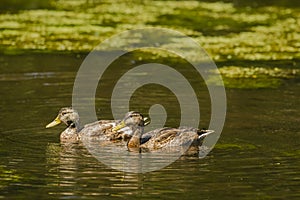 Pair of Male Mallards in Eclipse Plumage