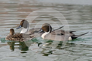 Pair of males with a female duck codon