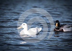 A pair of mallard albino whilte duck in a pond water select focus blur