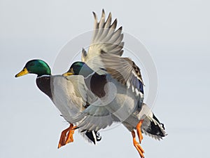 A pair of Mallard Drakes