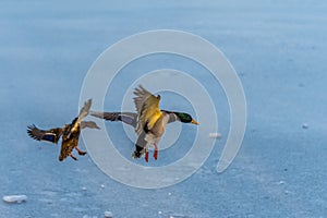 A pair of mallard duck flying around above a frozen lake