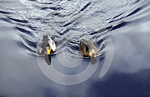 Pair of Mallard ducks