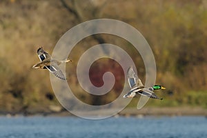 Pair of Mallard Ducks