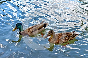 Pair of Mallard ducks Anas platyrhynchos