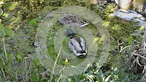 Pair of mallard ducks, anas platyrhynchos, on an english garden pond.