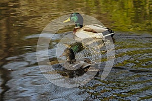 A Pair Of Mallard Ducks, Anas platyrhynchos, Five Rivers Environmental Center, Delmar, New York