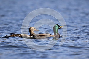 A Pair of Mallard Ducks Swimming together in Winter