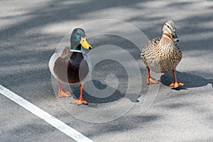 Pair of Mallard Ducks crossing road closeup