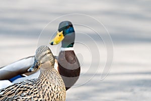 Pair of Mallard Ducks crossing road closeup