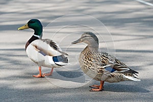 Pair of Mallard Ducks crossing road closeup