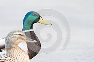 Pair of Mallard Ducks crossing road closeup