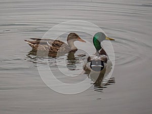 Pair of mallard ducks floating on Lower American River 1