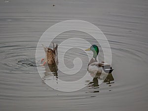 Pair of mallard ducks floating on Lower American River 2