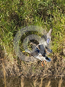 A pair of Mallard Ducks