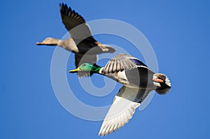 Pair of mallard ducks flying in a blue sky