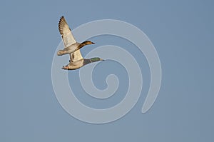 Pair of Mallard Ducks Flying in a Blue Sky