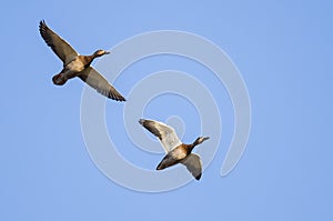 Pair of Mallard Ducks Flying in a Blue Sky