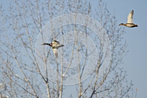 Pair of Mallard Ducks Flying in a Blue Sky