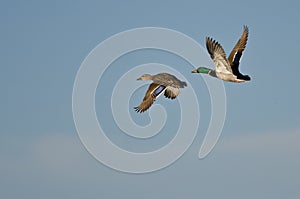 Pair of Mallard Ducks Flying in a Blue Sky